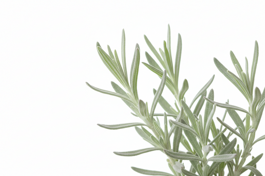 Lavender Oil: Unlocking Nature's Secrets for Radiant Skin, Luscious Hair & Holistic Wellness 🌿✨